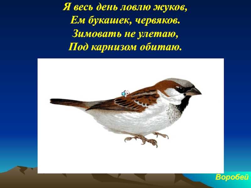 Загадки про воробья с ответами – онлайн – ladyvi.ru