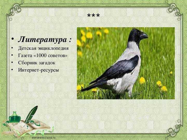 Загадки про ворону для детей