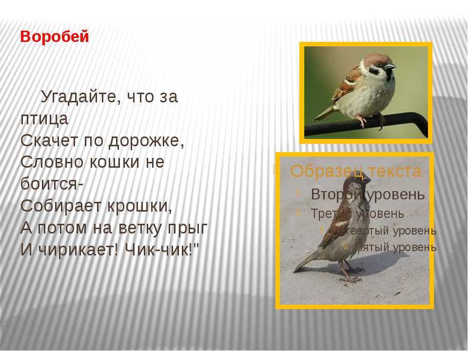Загадки о птицах для детей 5-6-7 лет с ответами