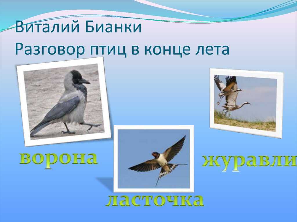 Птичьи разговоры — бианки в.в. сказка про то, о чем разговаривают птицы и животные.