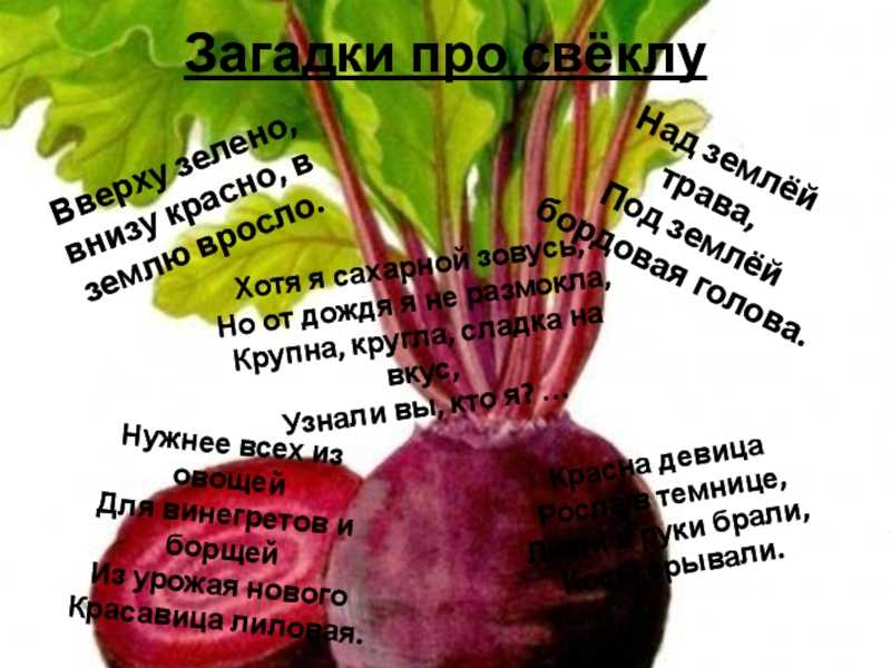 Загадка про свеклу для детей