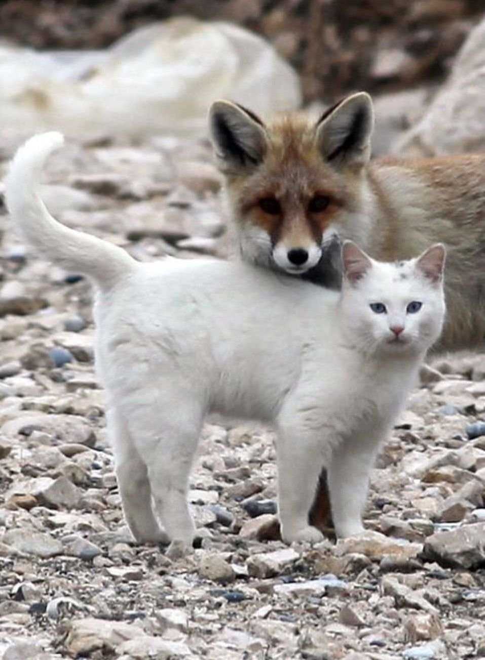 Кот и лиса