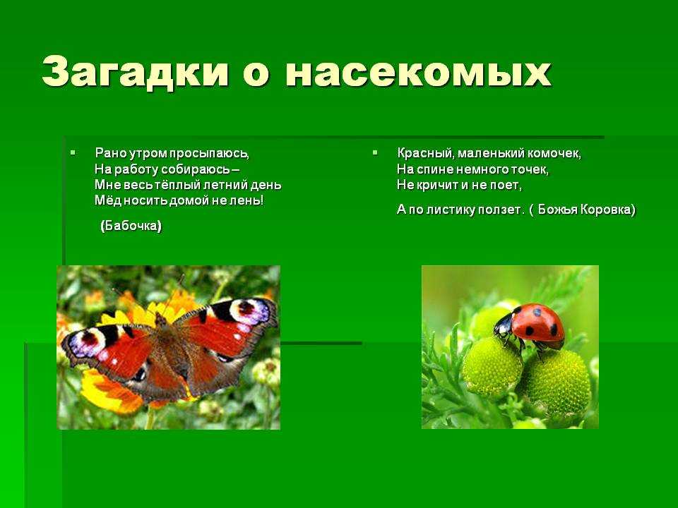 Загадки про насекомых для детей с ответами