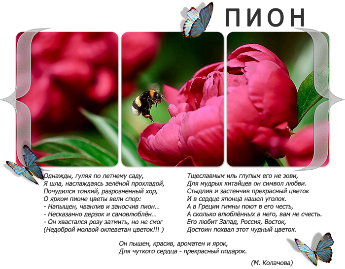 Пионы