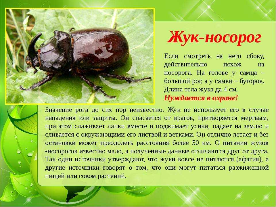 Геннадий снегирев рассказы о природе читать. г.я.снегирёв