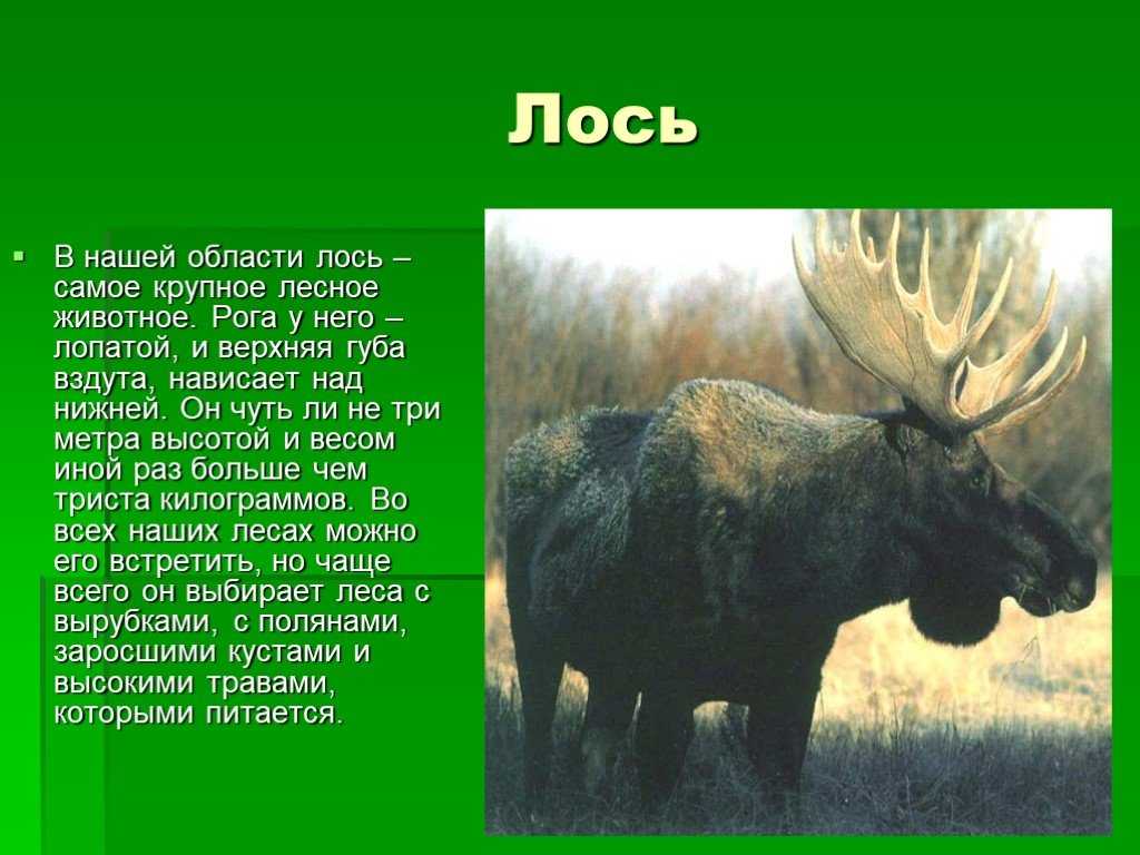 Литературное чтение во 2 классе - разнообразные и яркие образы в произведении николая сладкова «медведь и солнце» презентация, доклад, проект