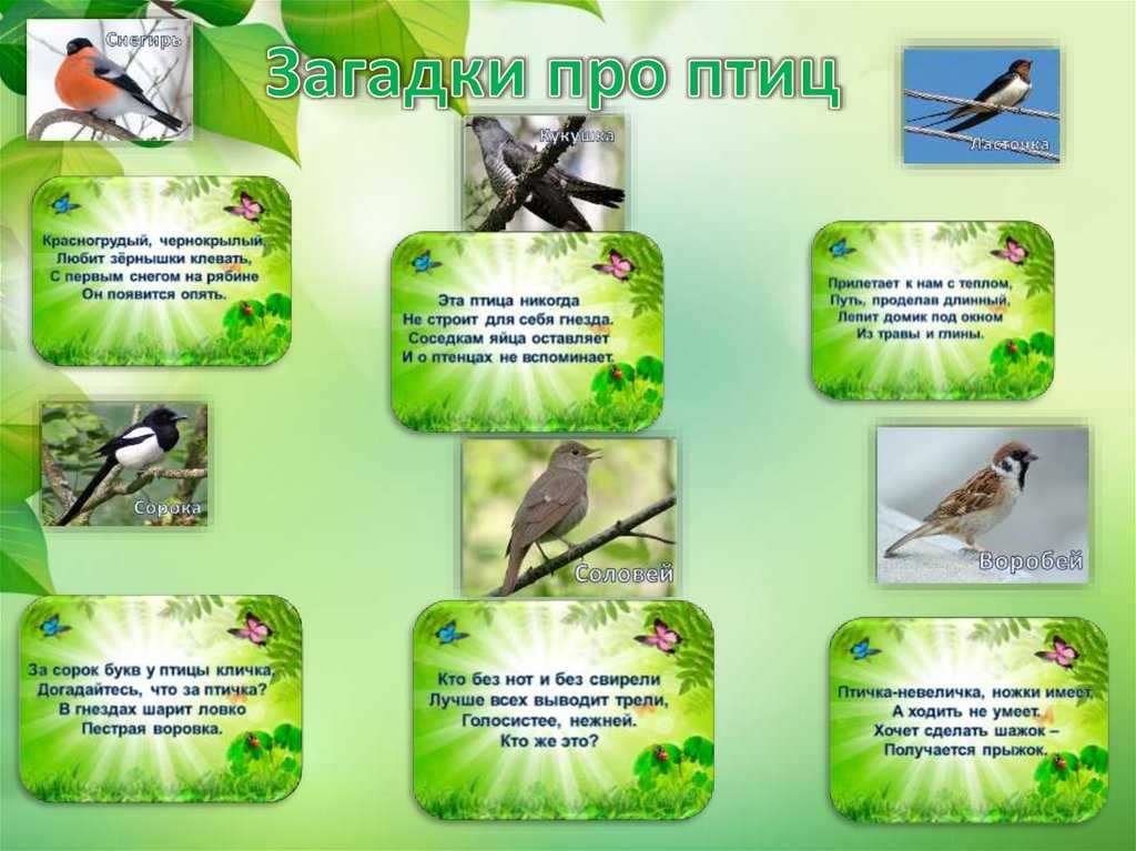 Загадки про ласточку для детей