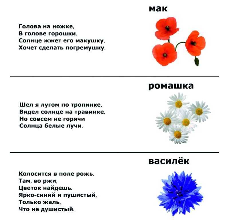 Загадки про цветы для детей с ответами - праздник сам