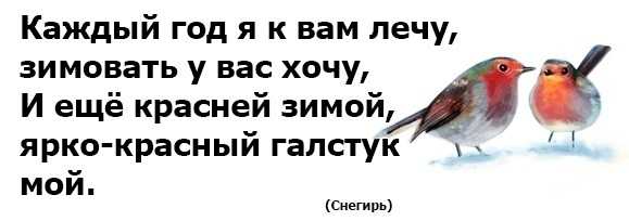 Загадки о птицах для детей с ответами