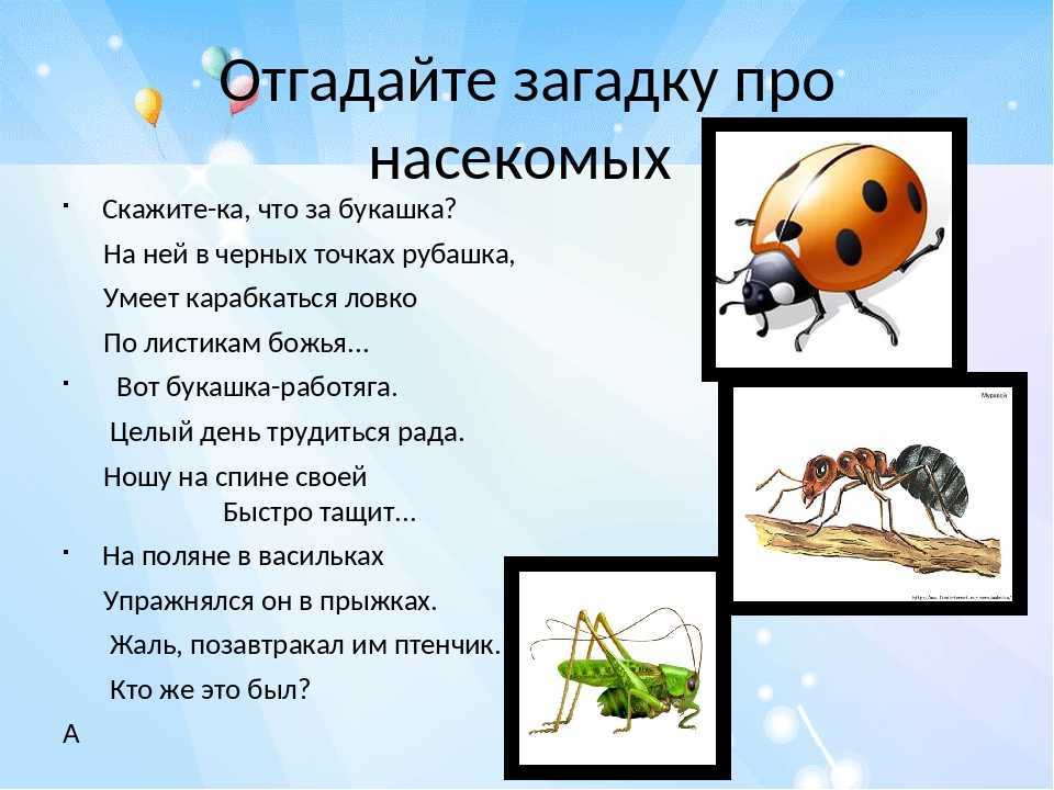 Загадки про насекомых с ответами - я happy мама