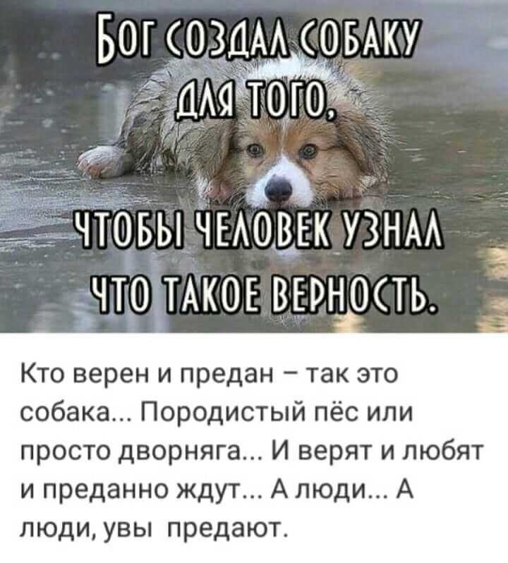40 коротких стихов про собак и щенков