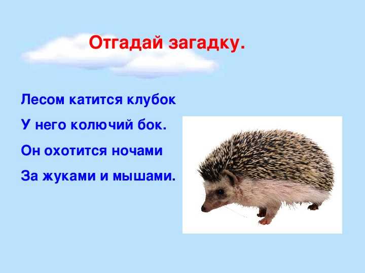 Кто напугал детей в страшном рассказе ворона ежик собака или кошка