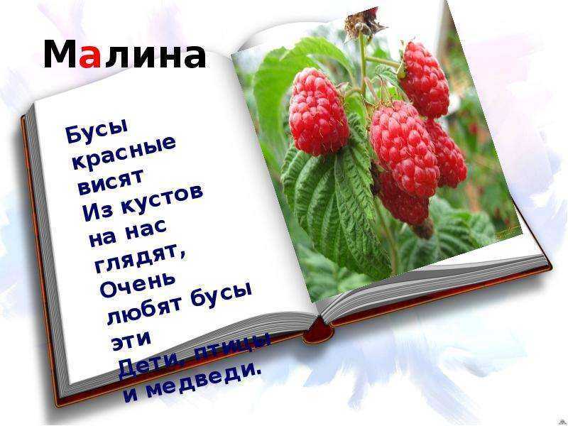 Загадки про малину для детей с ответами