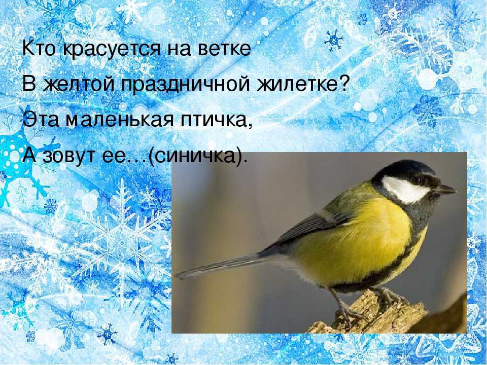 Синичкин день ~ красивые поздравления, история, традиции, приметы, заговоры, картинки, интересные факты