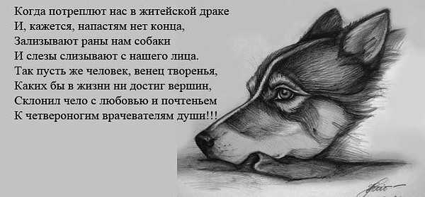 Стихи о собаках