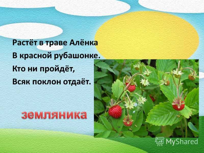 Загадки про цветы с ответами