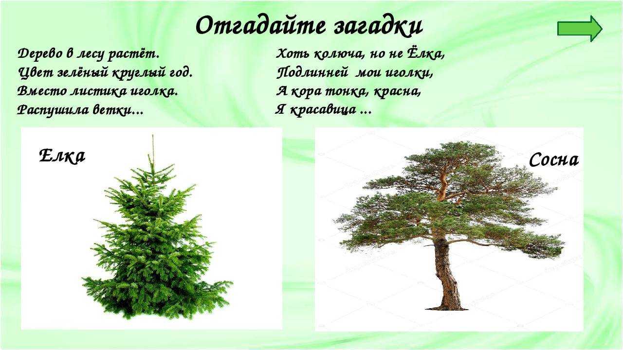Загадки про весну для 2 класса (короткие, сложные, с ответами) | здесь позитив