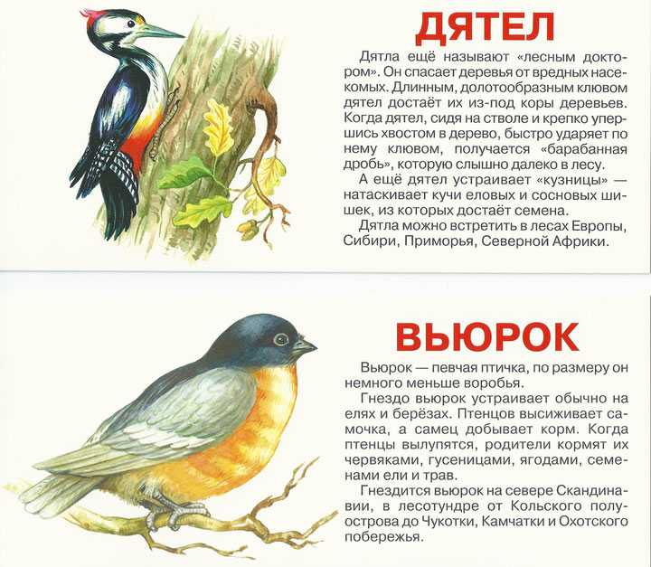 Приключения юры и галки. сборник рассказов для детей. детский портал солнышко solnet.ee