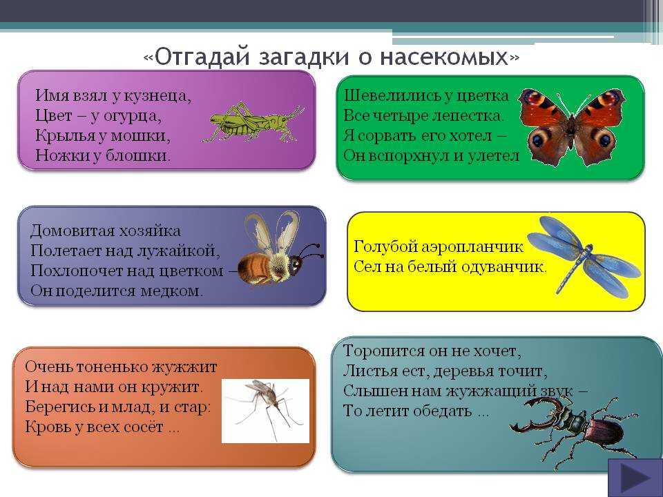 Загадки про насекомых для детей 4-5 лет с ответами | detkisemya.ru