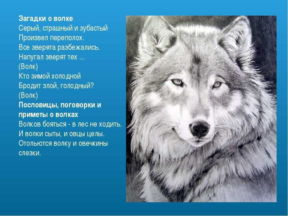 Жил был пес — украинская народная сказка