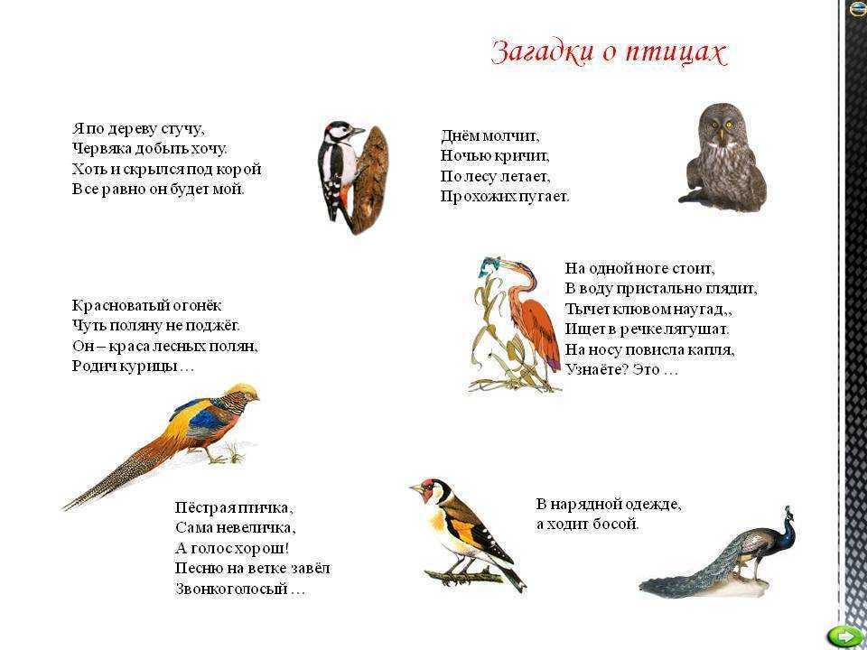 Загадки про птиц для детей — 130 крылатых загадок