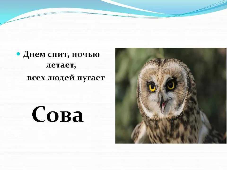 Загадки про птиц для детей - 130 крылатых загадок