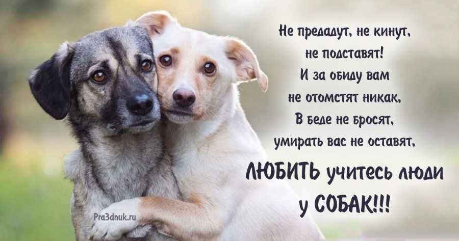 Коты и собаки