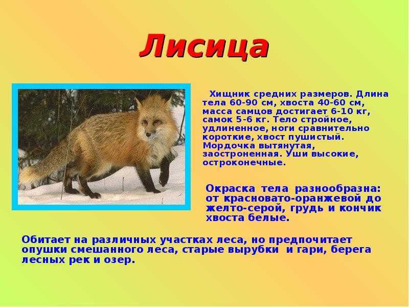 Рассказы сладкова для 3 класса читать для внеклассного чтения