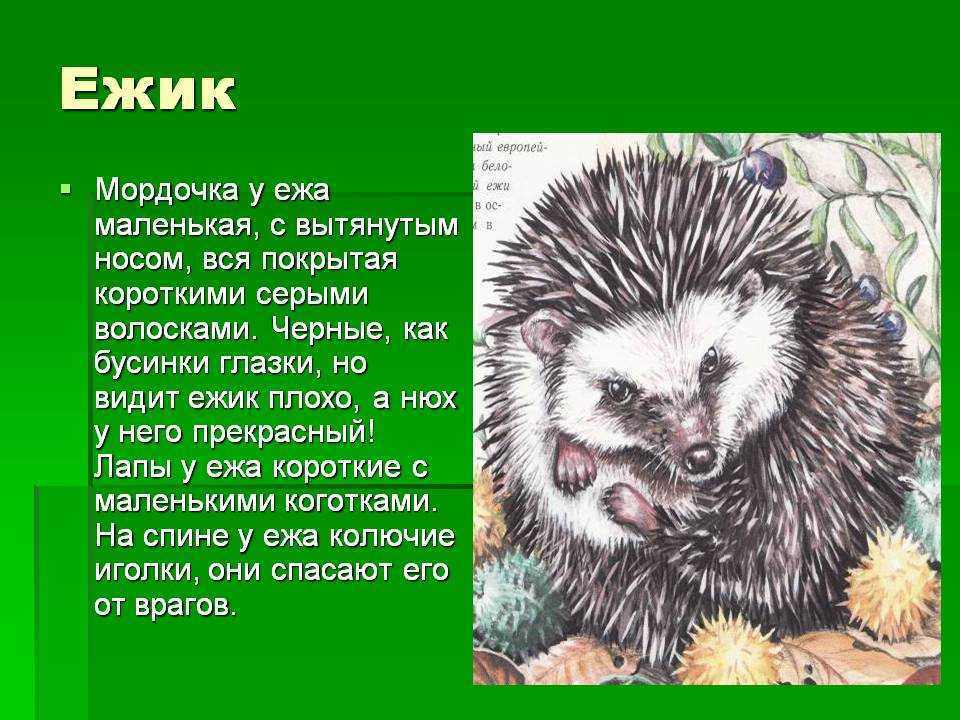 Сказка про колючки, абрамцева наталья - читать для детей онлайн
