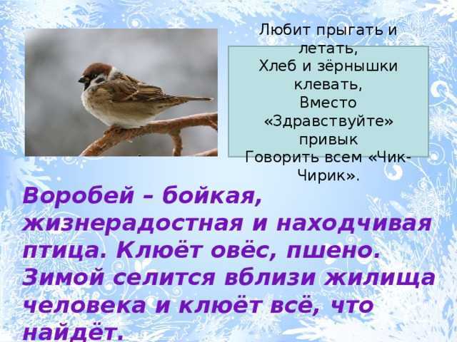Воробей