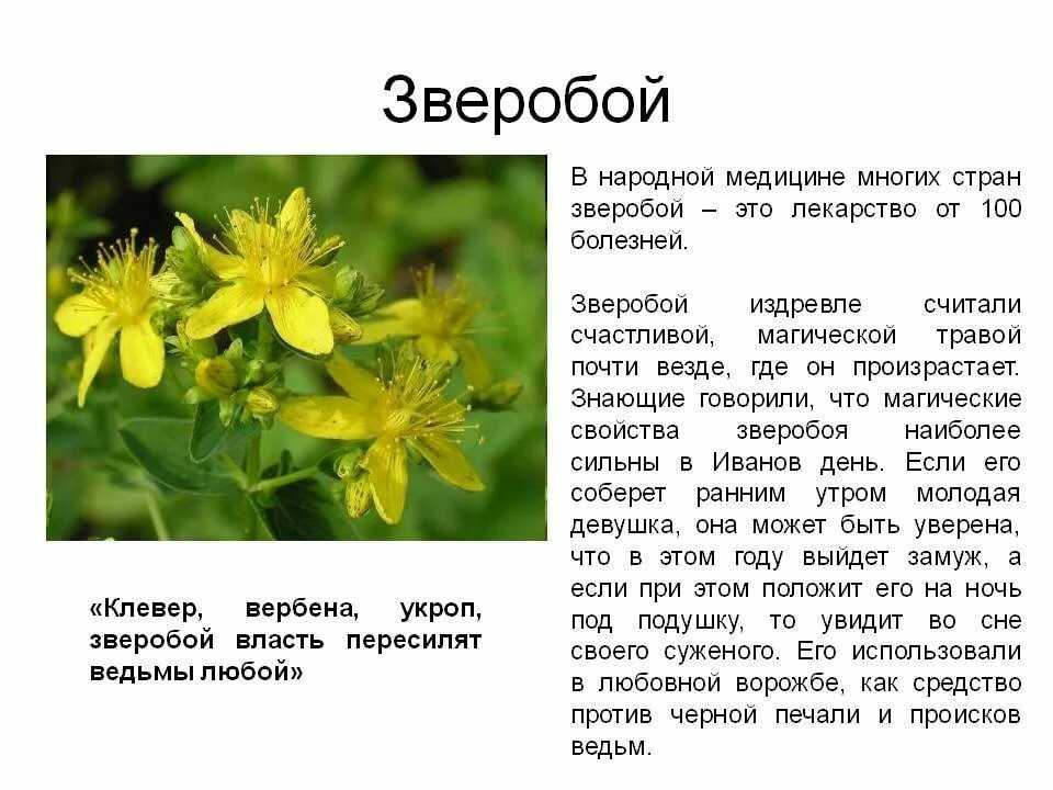 Волшебная травка зверобой краткое содержание