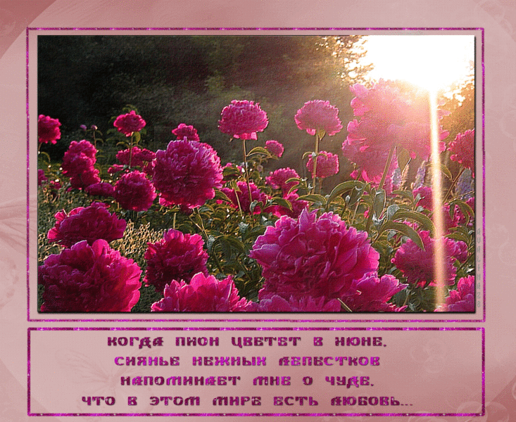 Стихи пионы - сборник красивых стихов в доме солнца