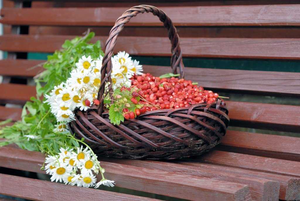 Золотой колодец