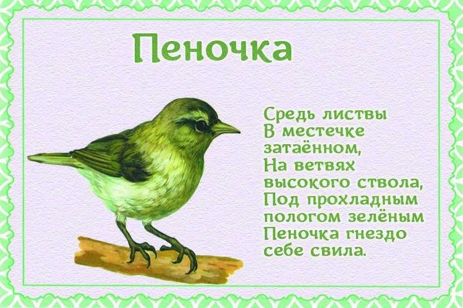 Приключения юры и галки