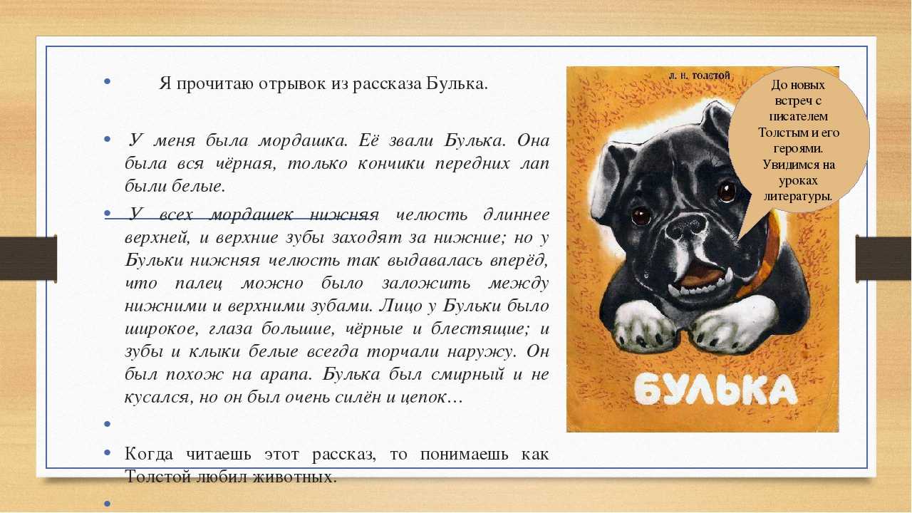 О чем рассказ толстого булька