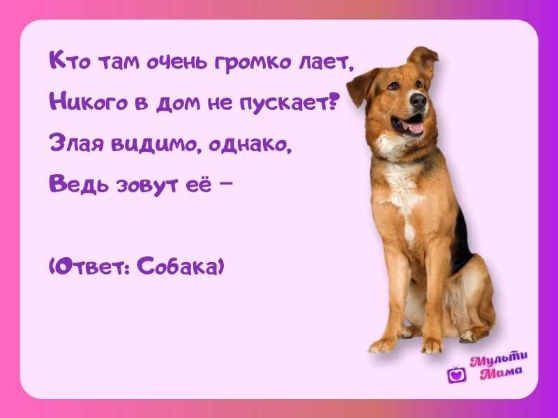 Загадка про собаку для детей — 103 загадки про друга человека