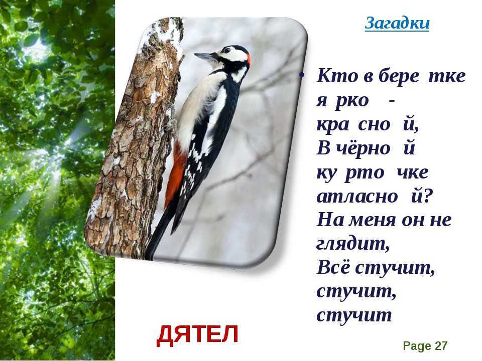 Загадки про животных с ответами для 2-3 класса