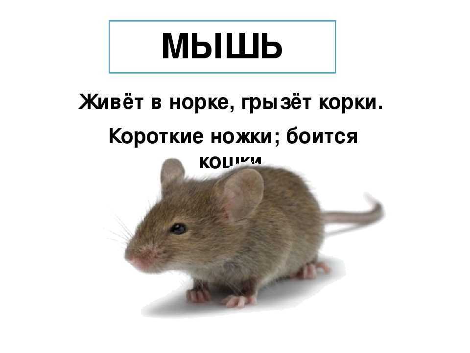 Загадки о школе и школьных принадлежностях с ответами для старших дошкольников