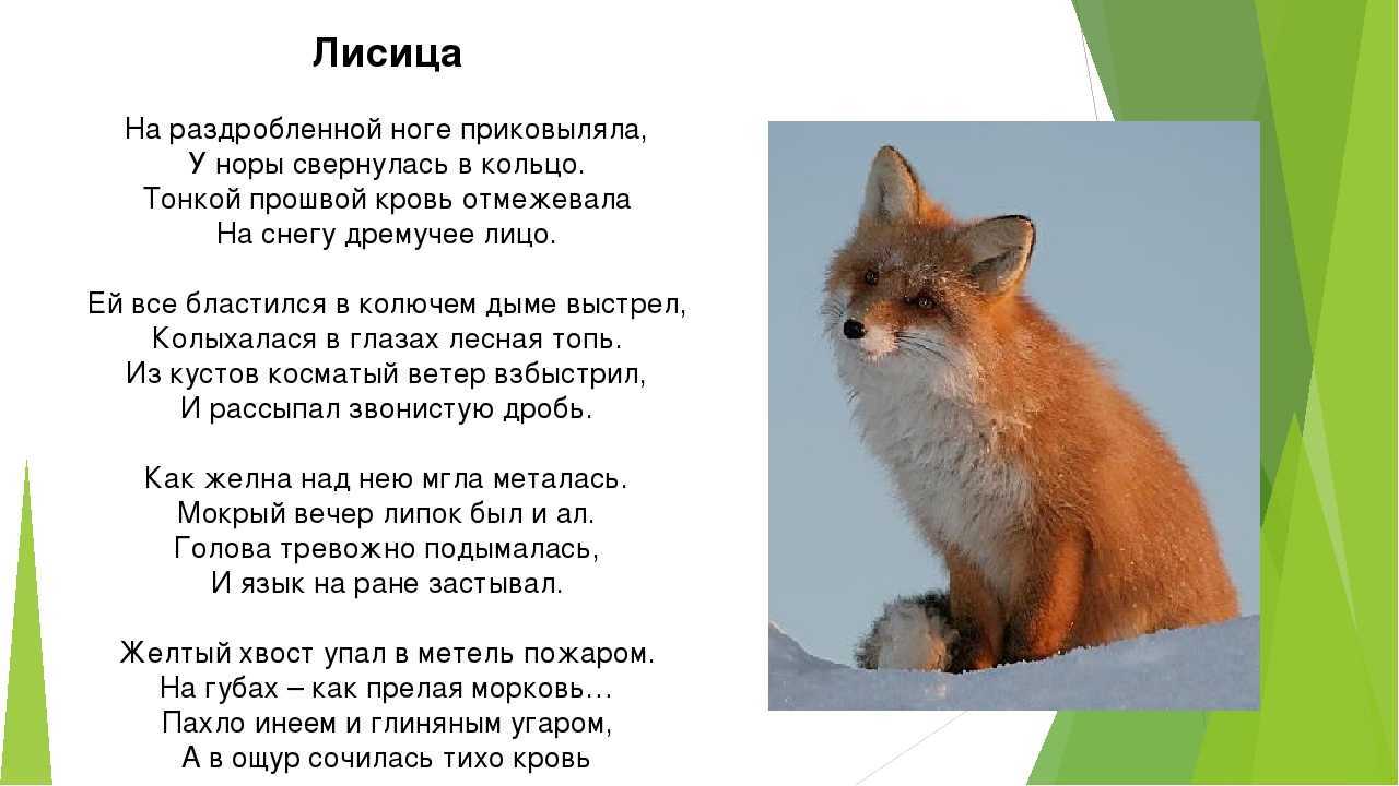 Прикольные стихи про лису лисицу