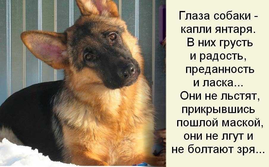 Андрей усачев. лучшие стихи для детей читать онлайн