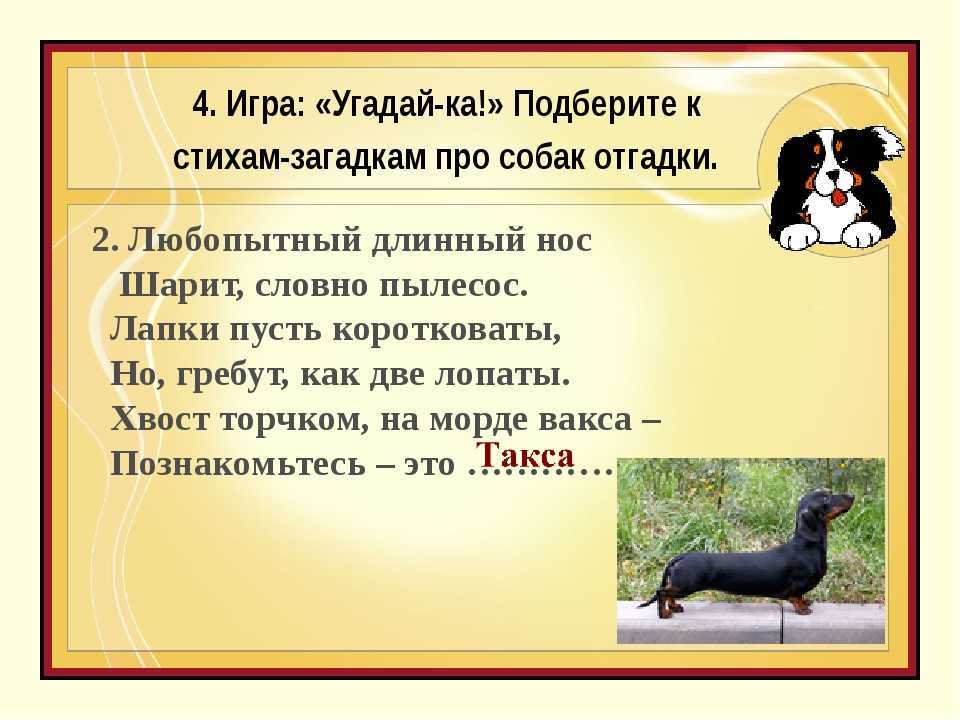 Загадки про собакудля детей и взрослых. загадки про собакудля детей и взрослых загадки про плюшевую собачку