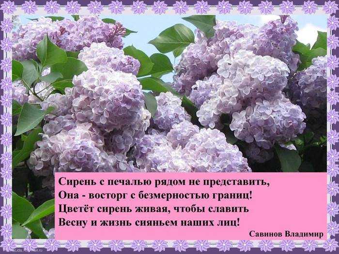 Загадки про садовые, полевые и комнатные цветы для детей