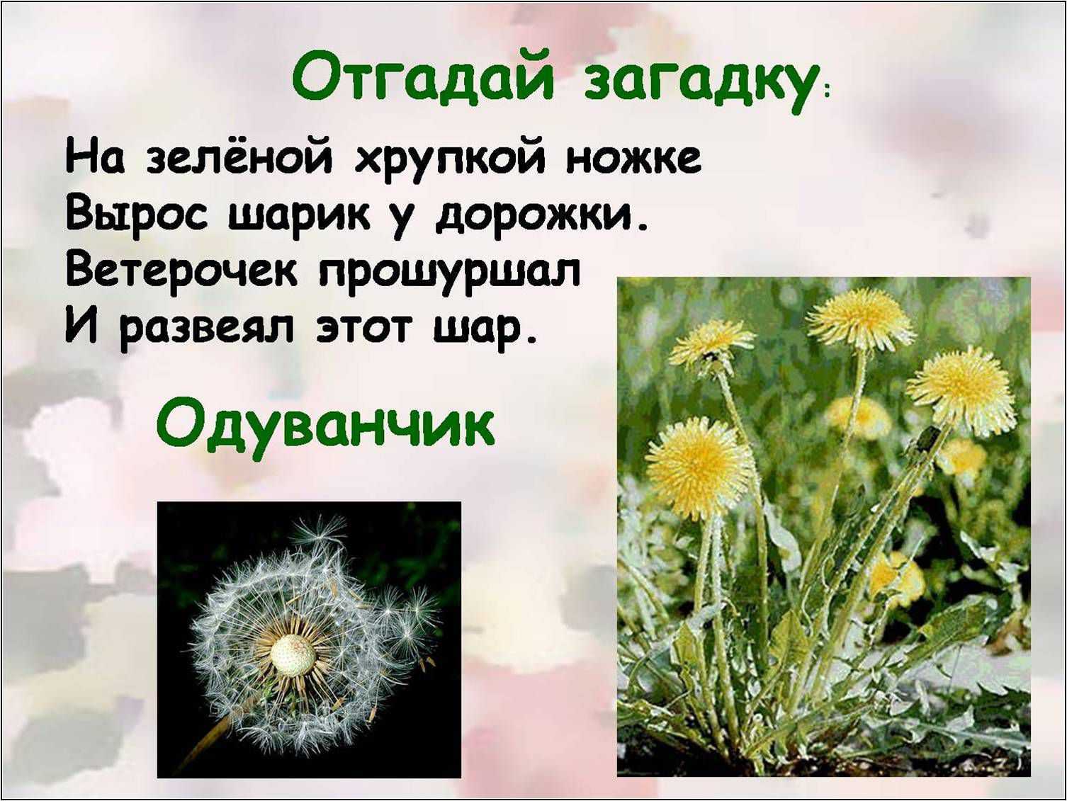 Загадки про растения с ответами для детей 1, 2, 3 и 5-6 классов: про лекарственные, луговые и полевые