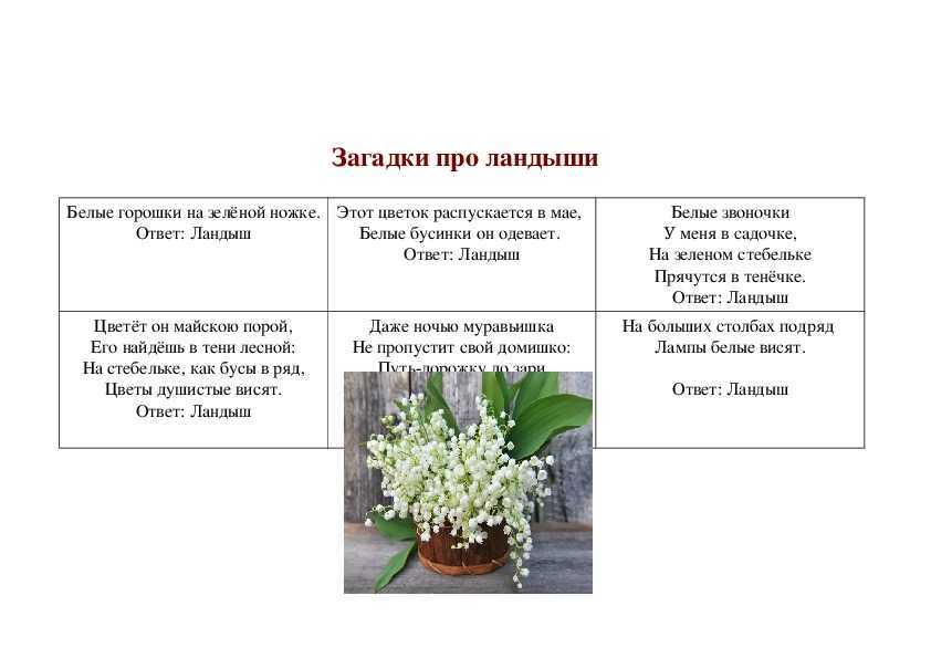 Загадки про ландыши для детей