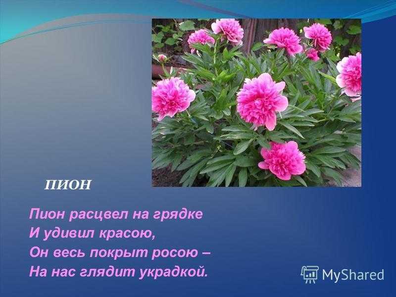 Красивые цитаты про цветы: афоризмы и статусы о цветах