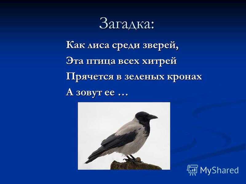 Лучшие загадки для детей 5-6 лет с ответами (можно распечатать!)