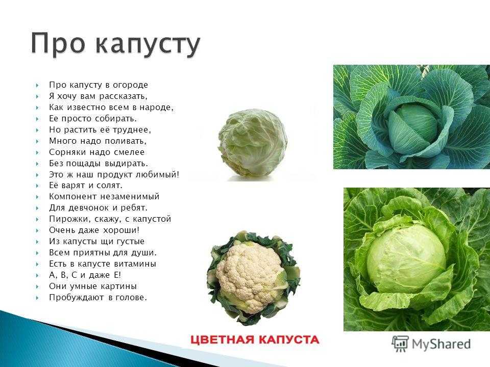 Детская загадка про капусту. загадки про капустудля детей и взрослых