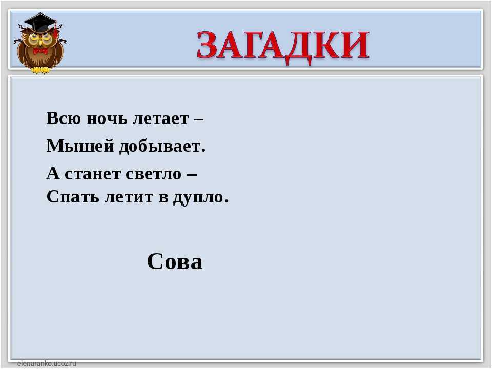 Загадки про сову для детей