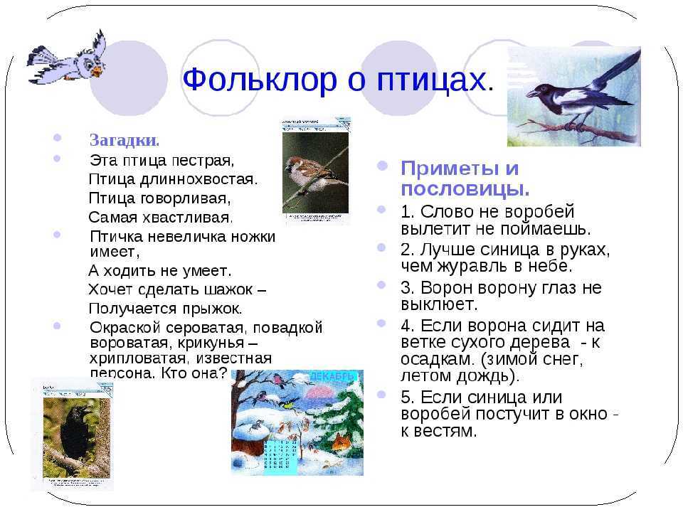Загадки о птицах для детей 6-7 лет с ответами